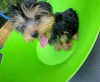 Photo №2 to announcement № 121638 for the sale of yorkshire terrier - buy in United Kingdom private announcement, from nursery, from the shelter