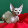 Photo №2 to announcement № 27971 for the sale of sphynx-katze - buy in Russian Federation private announcement