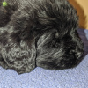 Photo №2 to announcement № 8843 for the sale of newfoundland dog - buy in Ukraine private announcement