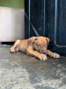 Photo №2 to announcement № 99321 for the sale of boerboel - buy in Netherlands private announcement