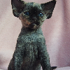 Photo №2 to announcement № 114804 for the sale of devon rex - buy in Poland breeder