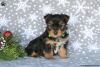 Photo №2 to announcement № 63826 for the sale of yorkshire terrier - buy in Germany 