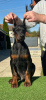 Additional photos: Doberman puppies for sale