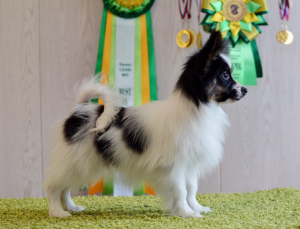 Photo №2 to announcement № 1449 for the sale of papillon dog - buy in Russian Federation private announcement