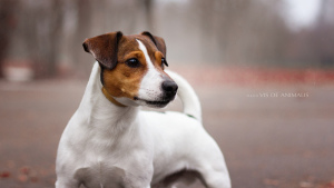 Photo №3. Knit Jack Russell Terrier in Belarus. Announcement № 1318