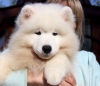 Photo №1. samoyed dog - for sale in the city of Chernivtsi | 1691$ | Announcement № 73518