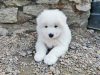 Photo №2 to announcement № 49055 for the sale of samoyed dog - buy in France breeder
