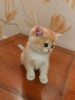 Additional photos: British golden chinchilla kittens NY12