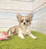 Photo №2 to announcement № 103980 for the sale of chihuahua - buy in Germany breeder