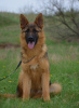 Photo №3. Offer from the nursery. German Shepherd.. Germany