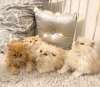 Photo №1. siberian cat - for sale in the city of Франкфурт-на-Майне | 414$ | Announcement № 12022