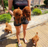 Photo №3. Teddy bear toy poodle. Serbia