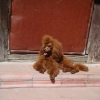 Photo №3. Rkf mini toy poodle puppies. Russian Federation