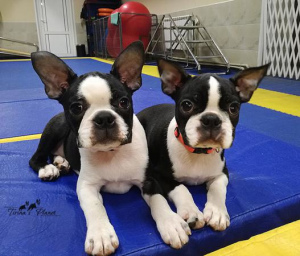 Photo №1. boston terrier - for sale in the city of Москва | 844$ | Announcement № 906