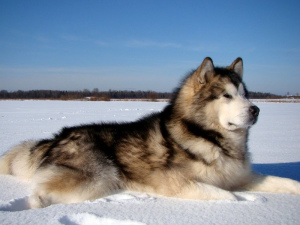 Photo №2 to announcement № 430 for the sale of alaskan malamute - buy in Russian Federation private announcement