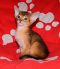Photo №1. abyssinian cat - for sale in the city of Антверпен | 211$ | Announcement № 108028
