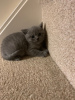 Photo №4. I will sell british shorthair in the city of Ludwigslust. private announcement, breeder - price - 370$