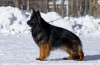 Photo №4. I will sell  in the city of Chelyabinsk. breeder - price - negotiated