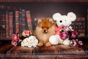 Photo №4. I will sell pomeranian in the city of Minsk. from nursery - price - 1054$