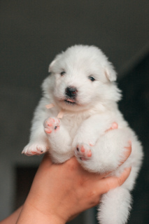 Photo №4. I will sell samoyed dog in the city of Surgut. breeder - price - negotiated