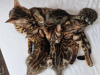 Photo №2 to announcement № 42298 for the sale of bengal cat - buy in Germany private announcement