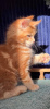 Photo №2 to announcement № 118125 for the sale of maine coon - buy in Germany private announcement, breeder