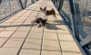 Photo №4. I will sell basenji in the city of Vladičin Han.  - price - negotiated