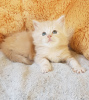 Photo №3. 2 Maine Coon Kittens for sale. Netherlands