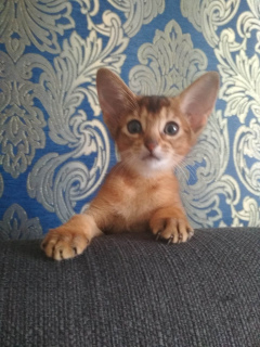Photo №3. & quot; Abyssinian beauties will give your family a lot of positive emotions. Belarus