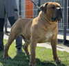 Additional photos: South African Boerboel Mastiff puppies