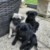 Photo №1. pug - for sale in the city of Helsinki | negotiated | Announcement № 123582