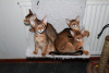 Photo №2 to announcement № 122004 for the sale of chausie - buy in Sweden from nursery, breeder