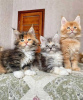 Photo №2 to announcement № 94915 for the sale of maine coon - buy in Germany private announcement