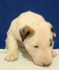 Photo №2 to announcement № 79655 for the sale of bull terrier - buy in Serbia breeder