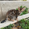 Photo №4. I will sell bengal cat in the city of Riga. private announcement, from nursery, breeder - price - negotiated