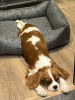 Photo №2 to announcement № 68963 for the sale of cavalier king charles spaniel - buy in Montenegro private announcement