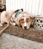 Photo №1. australian shepherd - for sale in the city of Urlingford | Is free | Announcement № 124859