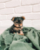 Photo №1. yorkshire terrier - for sale in the city of Los Angeles | Is free | Announcement № 11746