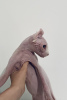 Photo №2 to announcement № 21506 for the sale of sphynx-katze - buy in Germany private announcement