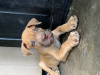 Photo №3. Home trained Boerboel puppies available now. Germany