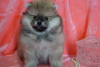 Photo №1. pomeranian - for sale in the city of Москва | 456$ | Announcement № 41467