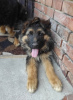 Photo №2 to announcement № 52772 for the sale of german shepherd - buy in Poland breeder