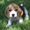 Photo №1. beagle - for sale in the city of Rothenburg ob der Tauber | 380$ | Announcement № 124726