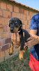 Photo №4. I will sell dobermann in the city of Belgrade.  - price - 528$