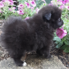 Photo №1. pomeranian - for sale in the city of Sacramento | 650$ | Announcement № 50500