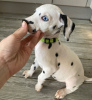 Photo №4. I will sell dalmatian dog in the city of Москва.  - price - Is free