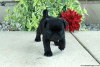 Photo №2 to announcement № 115036 for the sale of pug - buy in Russian Federation private announcement