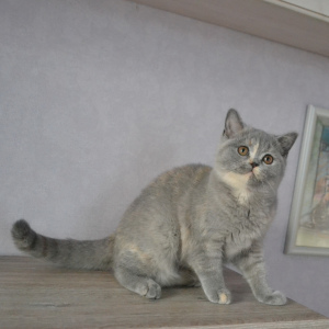Photo №2 to announcement № 4968 for the sale of british shorthair - buy in Belarus from nursery