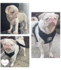 Photo №3. Pink pug looking for forever family. United Kingdom