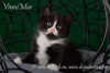 Additional photos: Siberian kitten of Rite